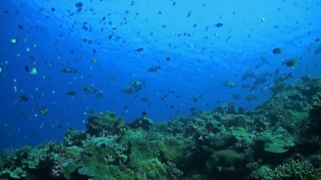 Coral reef with plenty of fish