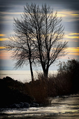 Tree in winter time at Lake Balaton, Hungary