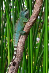 iguana