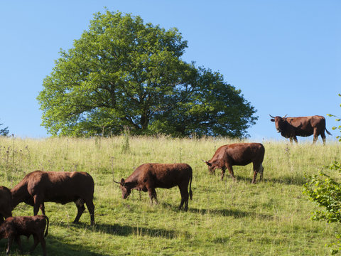 Francia, Auvergne,Besse.