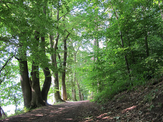 Waldweg