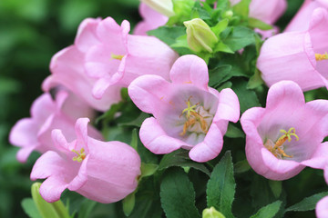 Fuchsia flowers,Hybrid Fuchsia,Lady's Eardrops,Common Fuchia