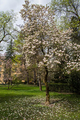 Obraz premium Tulip tree in a park