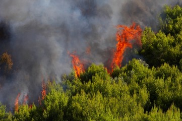 Firefigthers are fighting with bushfire. Helicopter drops water from the sea