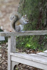Squirrel eating nut on a bench