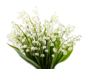 Wall murals Lily of the valley Lily of the valley.