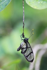 Glasswing butterfly - Fairchild gardens