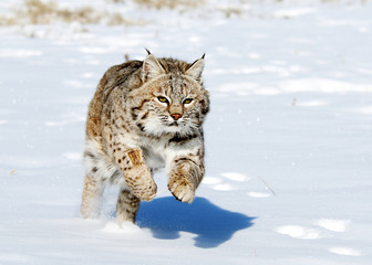 Obraz premium Bobcat in winter