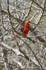Cardinal bird on a tree - Fairchild Gardens