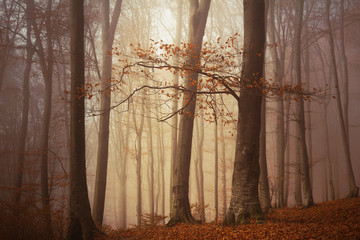 Tree in foggy forest