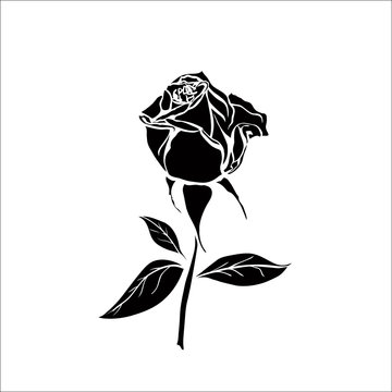 silhouette of rose
