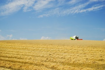 Getreideernte, Mähdrescher auf großem Feld am Horizont