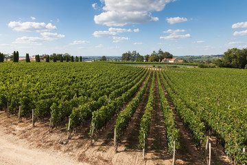 Fototapeta na wymiar Vineyards of Saint Emilion, Bordeaux