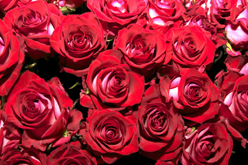background of fresh flowers buds of red roses