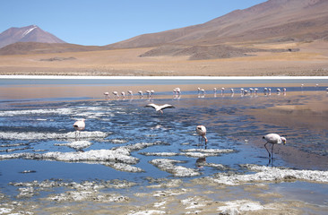 Mountain lake with flamingos in Salar de Uyuni, Bolivia