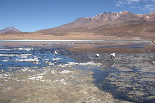 Landscape of Bolivia - Flamingos in lagoon of Salar de Uyuni