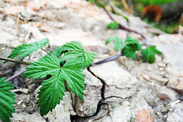 Plant