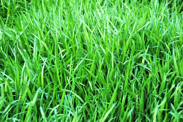 Grass