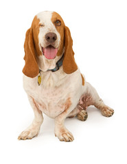 Basset Hound Dog Missing One Eye