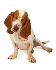 A blind Basset Hound dog that has had both eyes removed