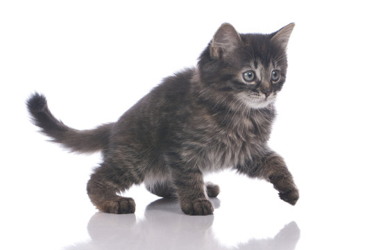 Runplus_knie DIE 577 BESTEN BILDER, STOCK-FOTOS UND -VEKTORGRAFIKEN ZU „Laufkatze