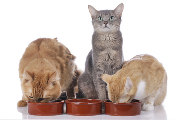 Drei Katzen am Futternapf