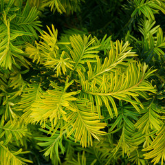 Taxus baccata Summergold
