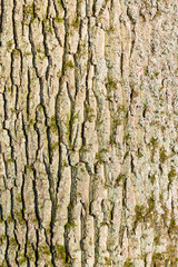 hintergrund - holzstamm
