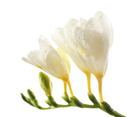 Beautiful freesia flowers, isolated on white