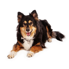Pretty Australian Shepherd Dog Laying