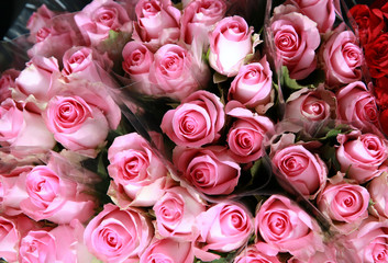 Roses background
