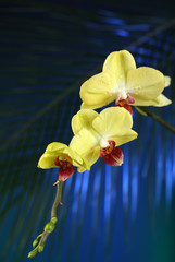 Orchid flowers on dark colorful background