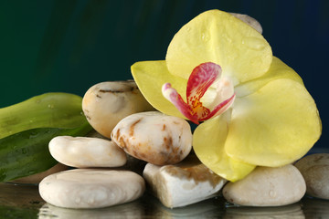 Fototapeta premium Orchid flower with water drops and pebble stones