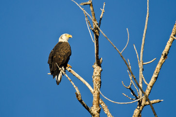 Young Bald Eagle Perched in a Dead Tree