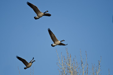 Three Canada Geese Flying in a Blue Sky