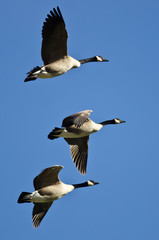 Three Canada Geese Flying in a Blue Sky