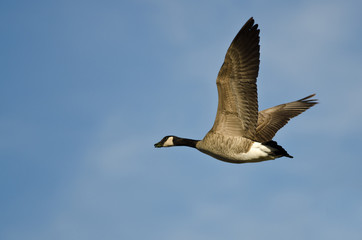 Lone Canada Goose Flying in a Blue Sky