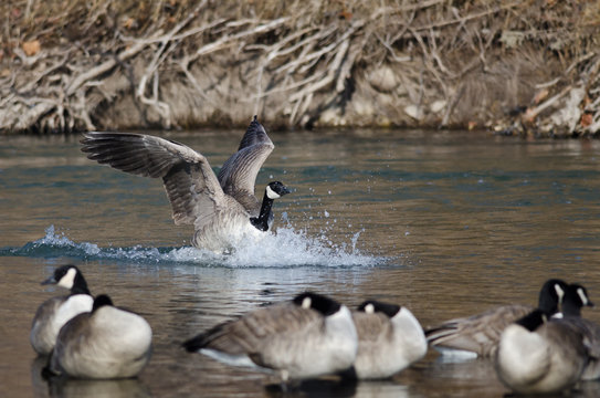 Canada Goose Landing In a Winter River