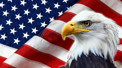North American Bald Eagle on American flag