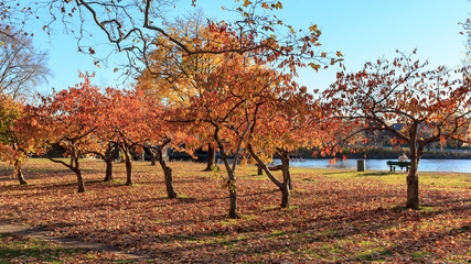 Fall at the Charles River - 76129902