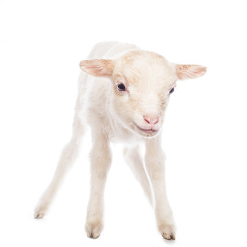 Lamb standing