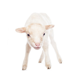 Lamb standing