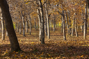 Fototapeta premium autumn trees