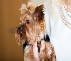 woman caressing charming Yorkie terrier