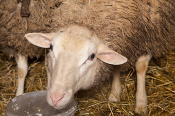 Fototapeta premium Sheep in the barn