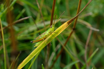 Grasshopper in the grass