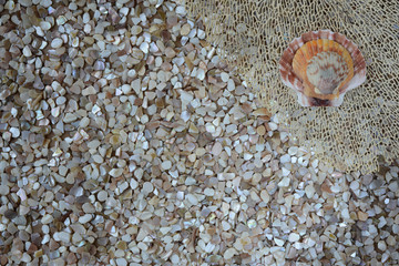 Sea Themed Background with Decorative Shell Design