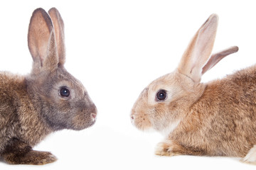 Cute rabbits