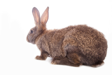 Obraz premium Cute rabbit