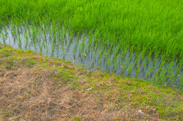 Green paddy rice field, Thailand